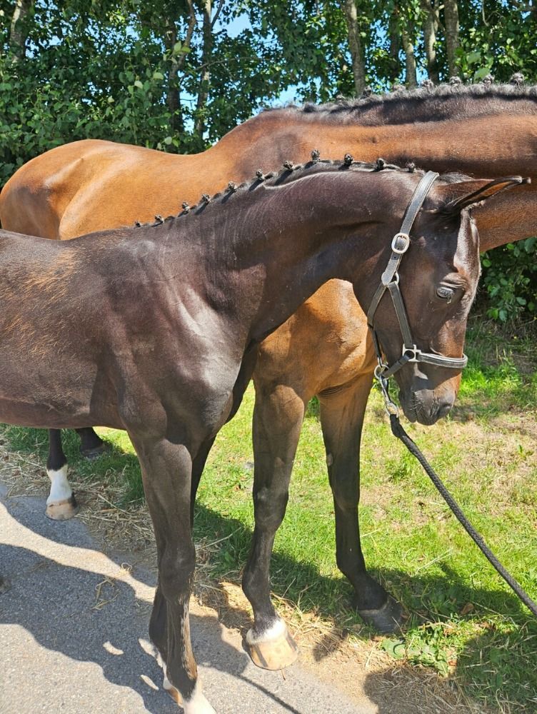 KWPN dressuurpaard Hengst Zwart te koop - Foto 3