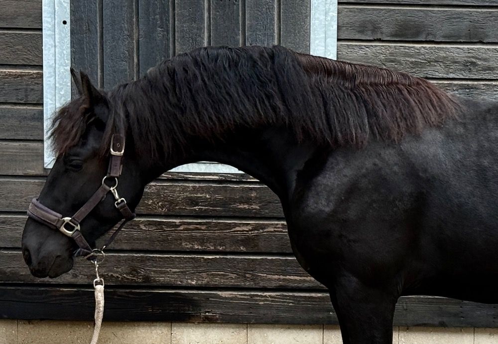 fries Hengst 2 jaar zwart te koop - Foto 2