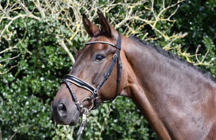 BWP dressuurpaard Ruin 11 jaar Donkerbruin te koop - Foto 2