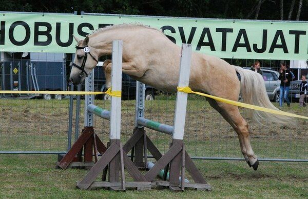 Estonian Native Horse dressage, show jumping, harness stallion 8.07.2023 歳 Black 売り出し中 - 写真 5