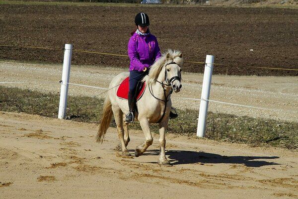 Estonian Native Horse dressage, show jumping, harness stallion 8.07.2023 歳 Black 売り出し中 - 写真 4