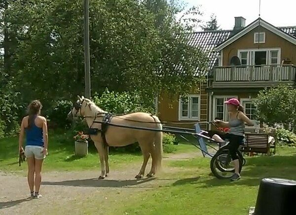 Estonian Native Horse dressage, show jumping, harness stallion 8.07.2023 歳 Black 売り出し中 - 写真 6