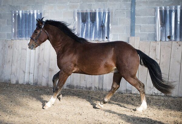 Estonian Native Horse dressage, show jumping, harness stallion 8.07.2023 歳 Black 売り出し中 - 写真 2