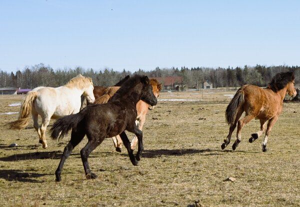 Estonian Native Horse dressage, show jumping, harness stallion 8.07.2023 歳 Black 売り出し中 - 写真 3