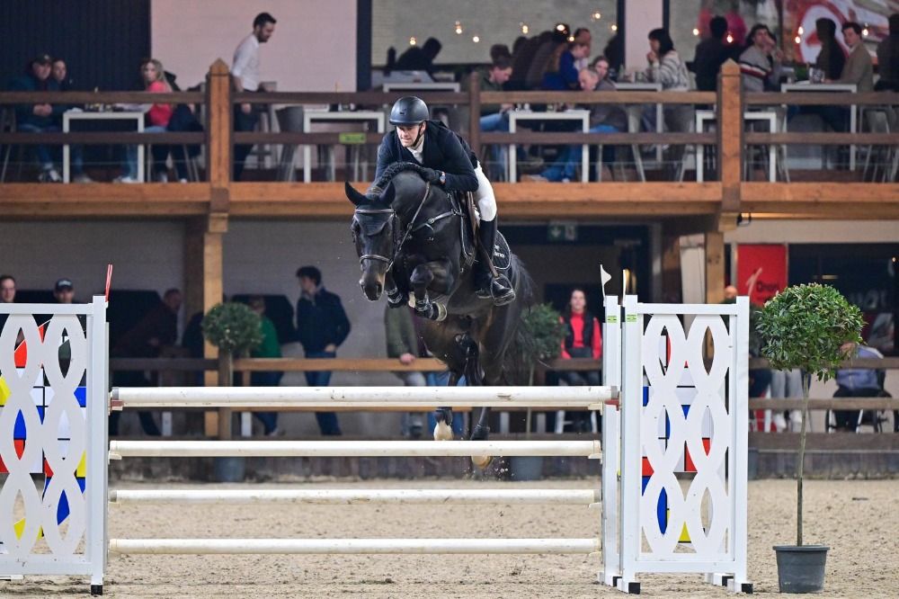 SBS dekhengst Hengst 6 jaar Donkerbruin te koop - Foto 2