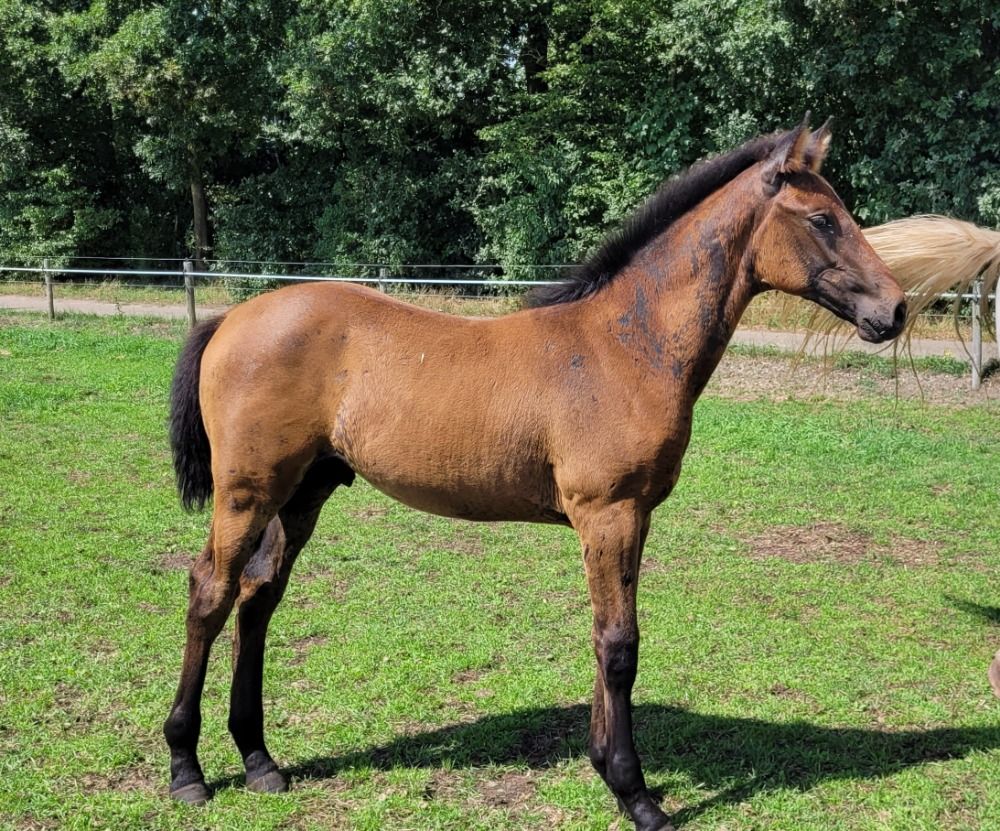 KWPN springpaard Hengst Donkerbruin te koop - Foto 3