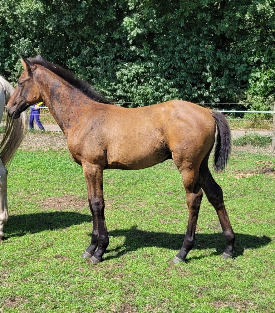 KWPN springpaard Hengst Donkerbruin te koop - Foto 2
