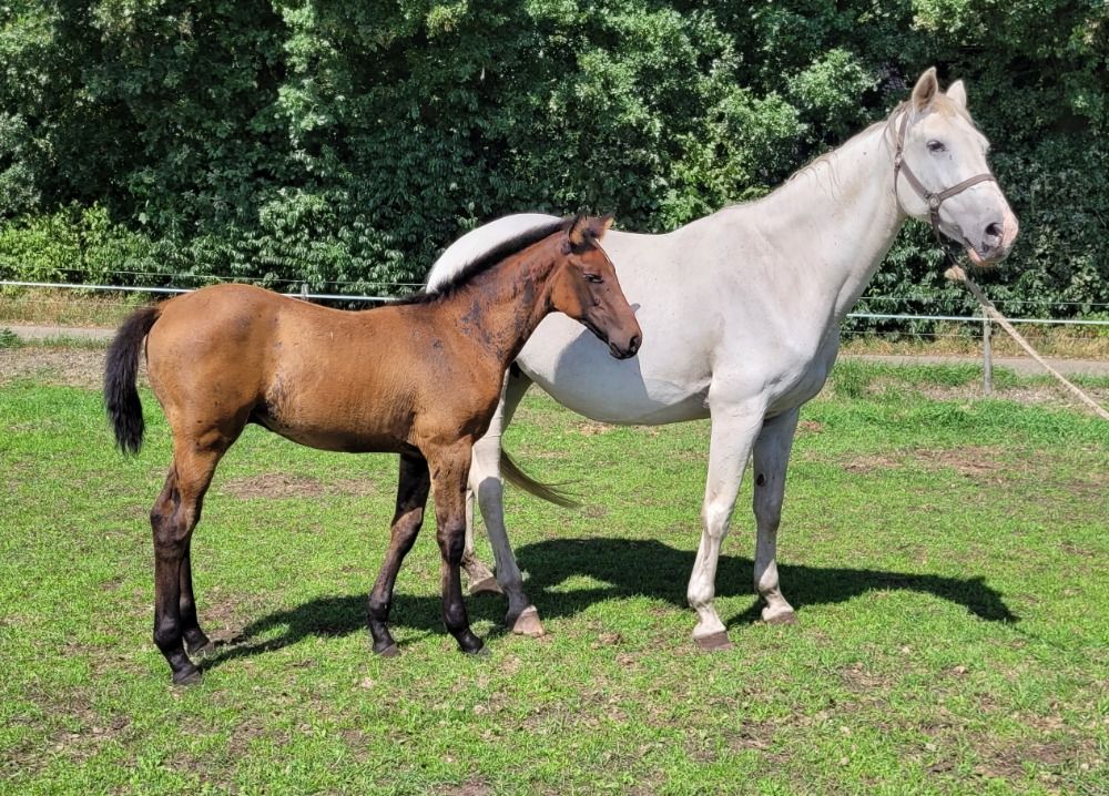 KWPN springpaard Hengst Donkerbruin te koop - Foto 4