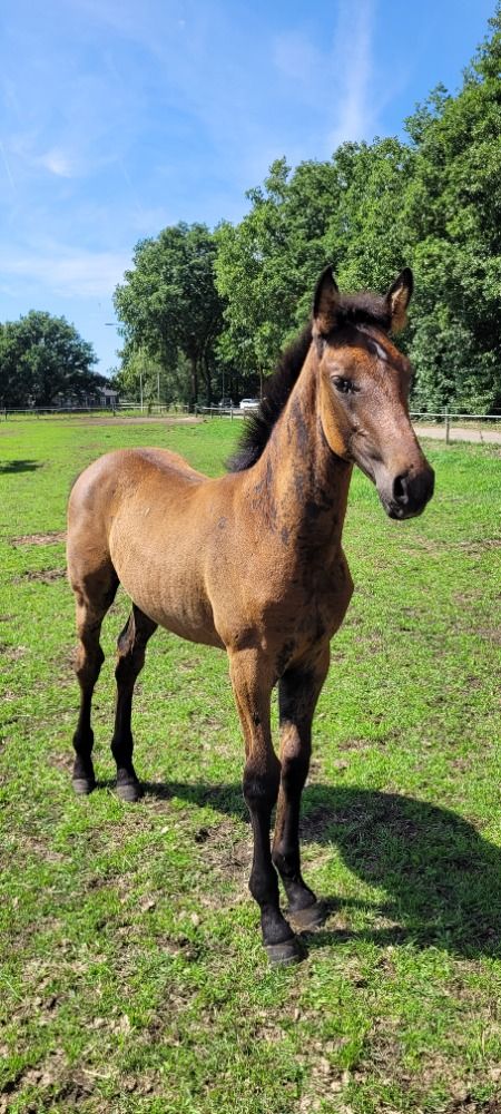 KWPN springpaard Hengst Donkerbruin te koop - Foto 5