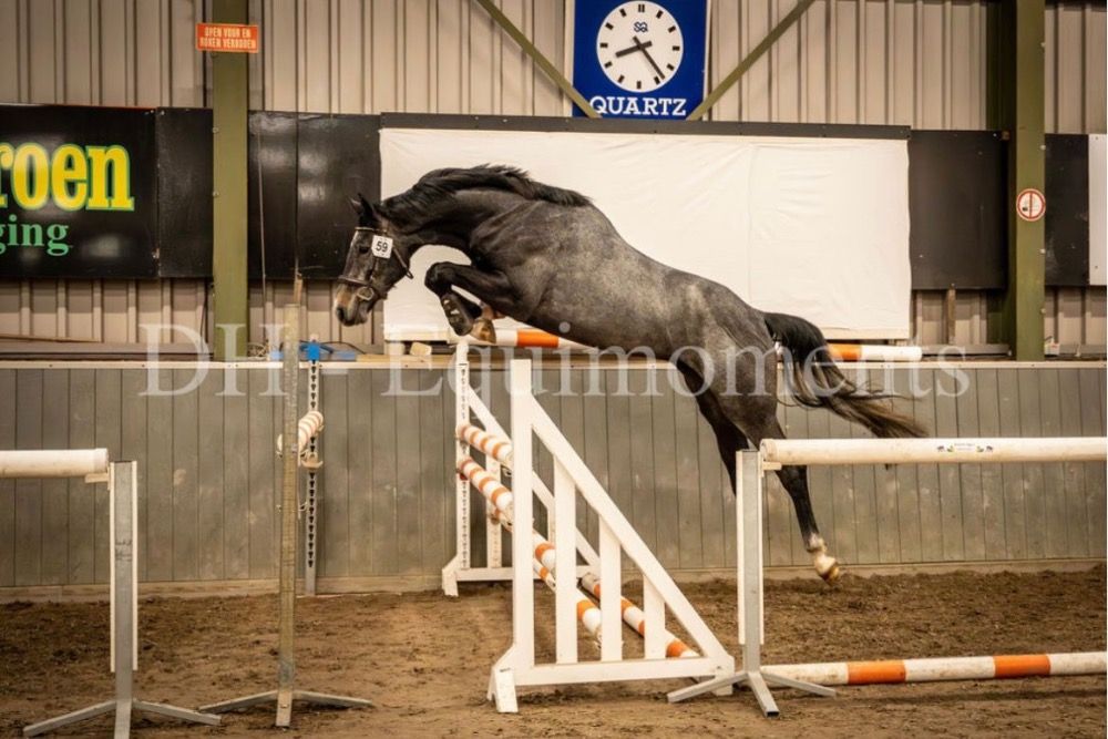3 yo gelding QUALITY: Chacoon Blue X Big star X Harley VDL