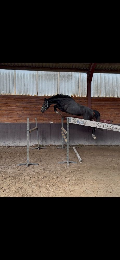 KWPN springpaard Ruin 3 jaar Schimmel te koop - Foto 3