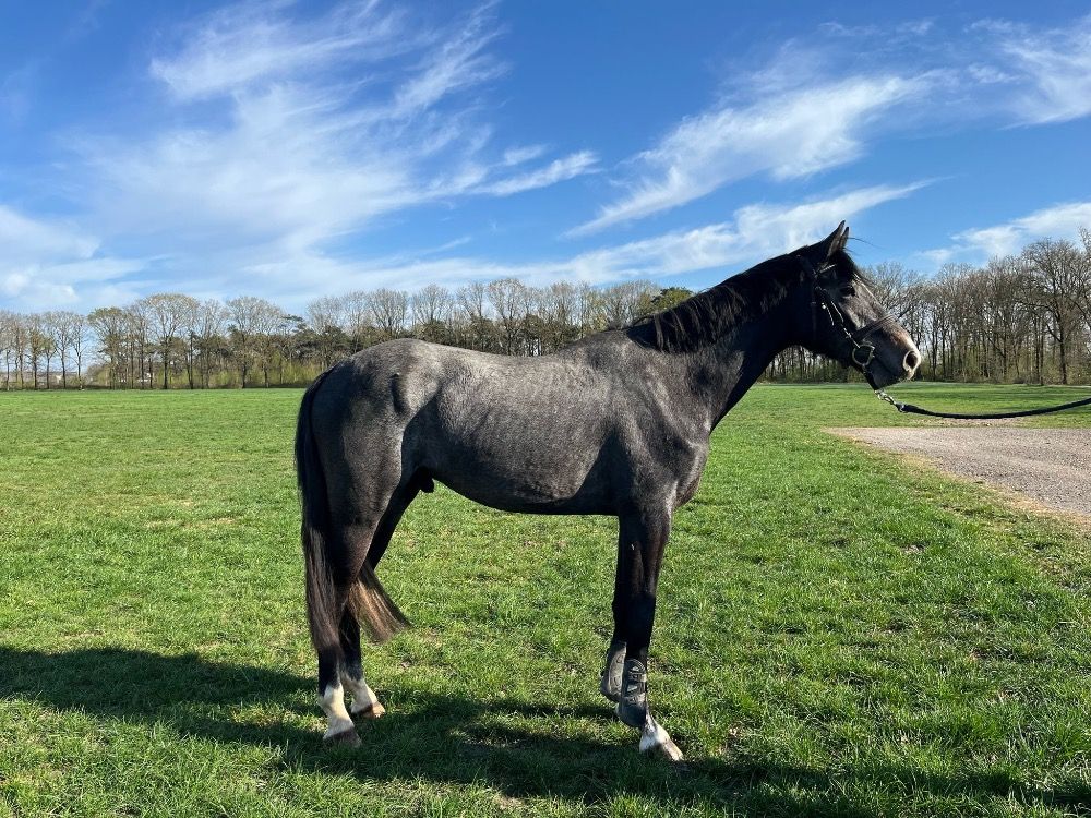 KWPN springpaard Ruin 3 jaar Schimmel te koop - Foto 2