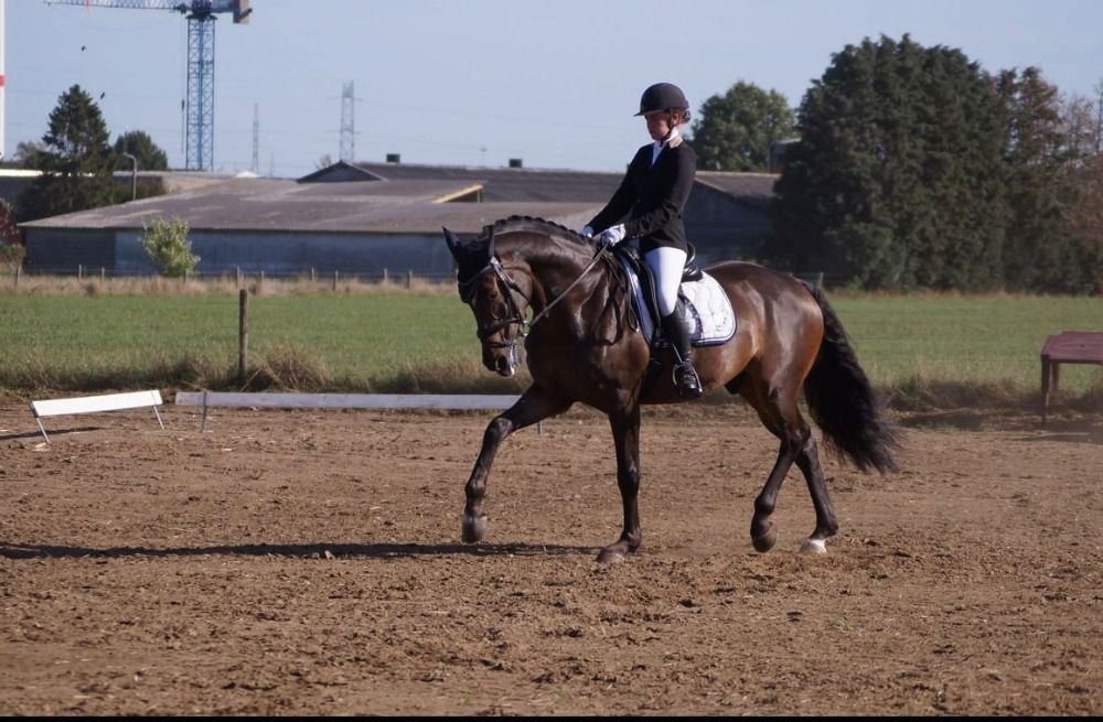 Zangersheide dressuurpaard Ruin 13 jaar Bruin te koop - Foto 2