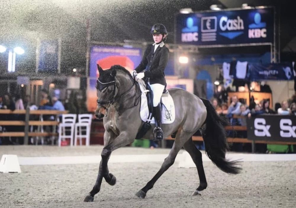 Zangersheide dressuurpaard Ruin 13 jaar Bruin te koop - Foto 4