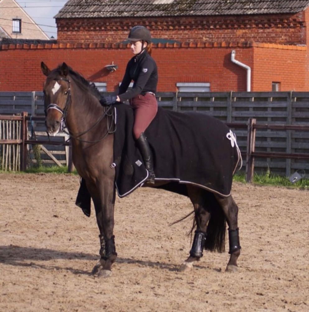 Zangersheide dressuurpaard Ruin 13 jaar Bruin te koop - Foto 5