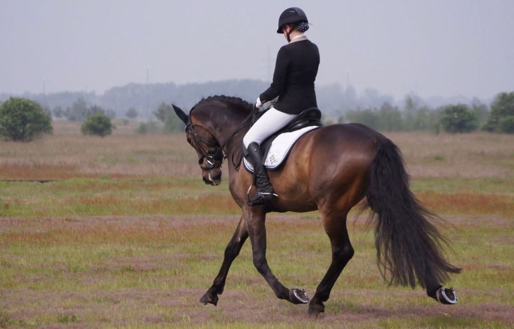 Zangersheide dressuurpaard Ruin 13 jaar Bruin te koop - Foto 3