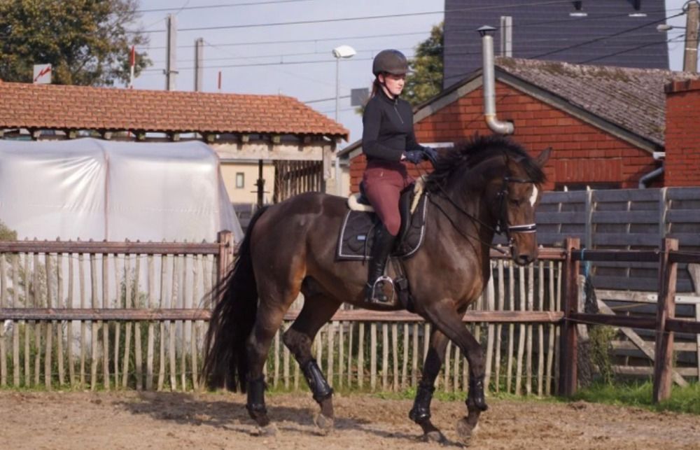 Zangersheide dressuurpaard Ruin 13 jaar Bruin te koop - Foto 6