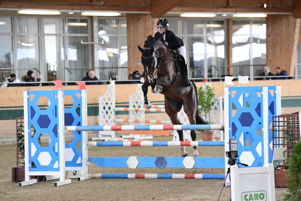 Holstein springpaard Ruin 7 jaar Bruin te koop - Foto 2