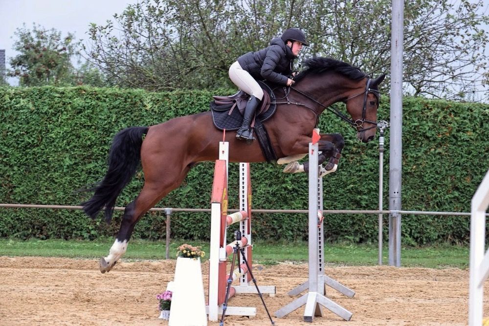 Holstein springpaard Ruin 7 jaar Bruin te koop - Foto 3