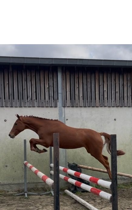BWP springpaard Merrie 2 jaar Vos te koop - Foto 4