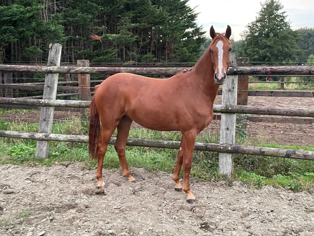 BWP springpaard Merrie 2 jaar Vos te koop - Foto 3