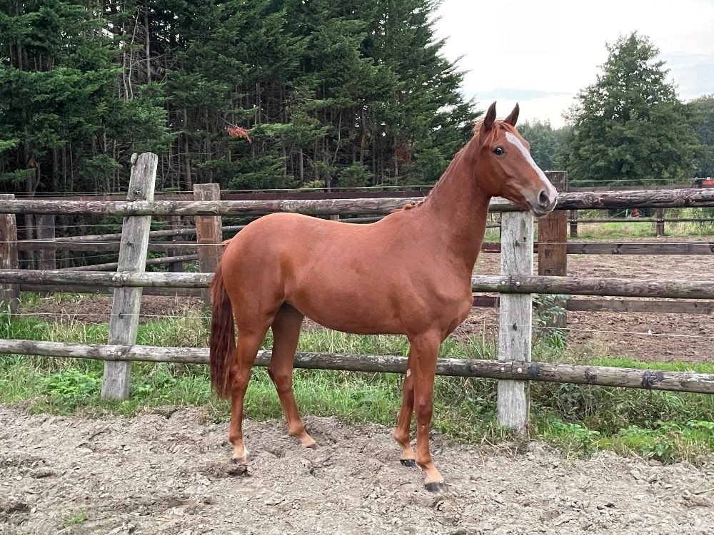BWP springpaard Merrie 2 jaar Vos te koop - Hoofdfoto
