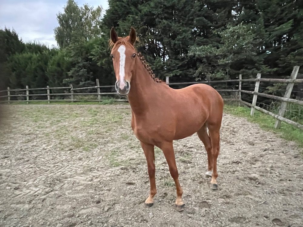 BWP springpaard Merrie 2 jaar Vos te koop - Foto 2