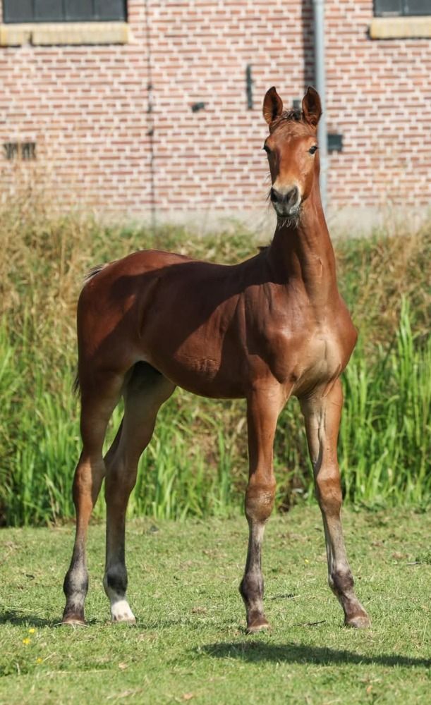 KWPN springpaard Hengst Bruin te koop - Hoofdfoto