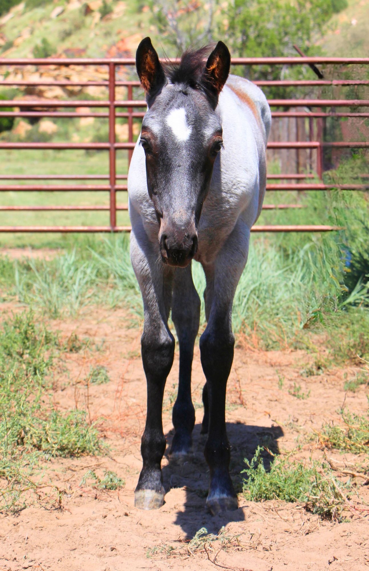 quarter-horse western-paard hengst 2 vuotta myytävänä - Kuva 2