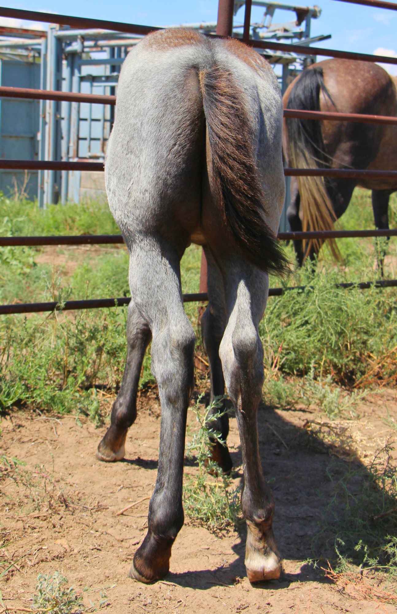 quarter-horse western-paard hengst 2 vuotta myytävänä - Kuva 4