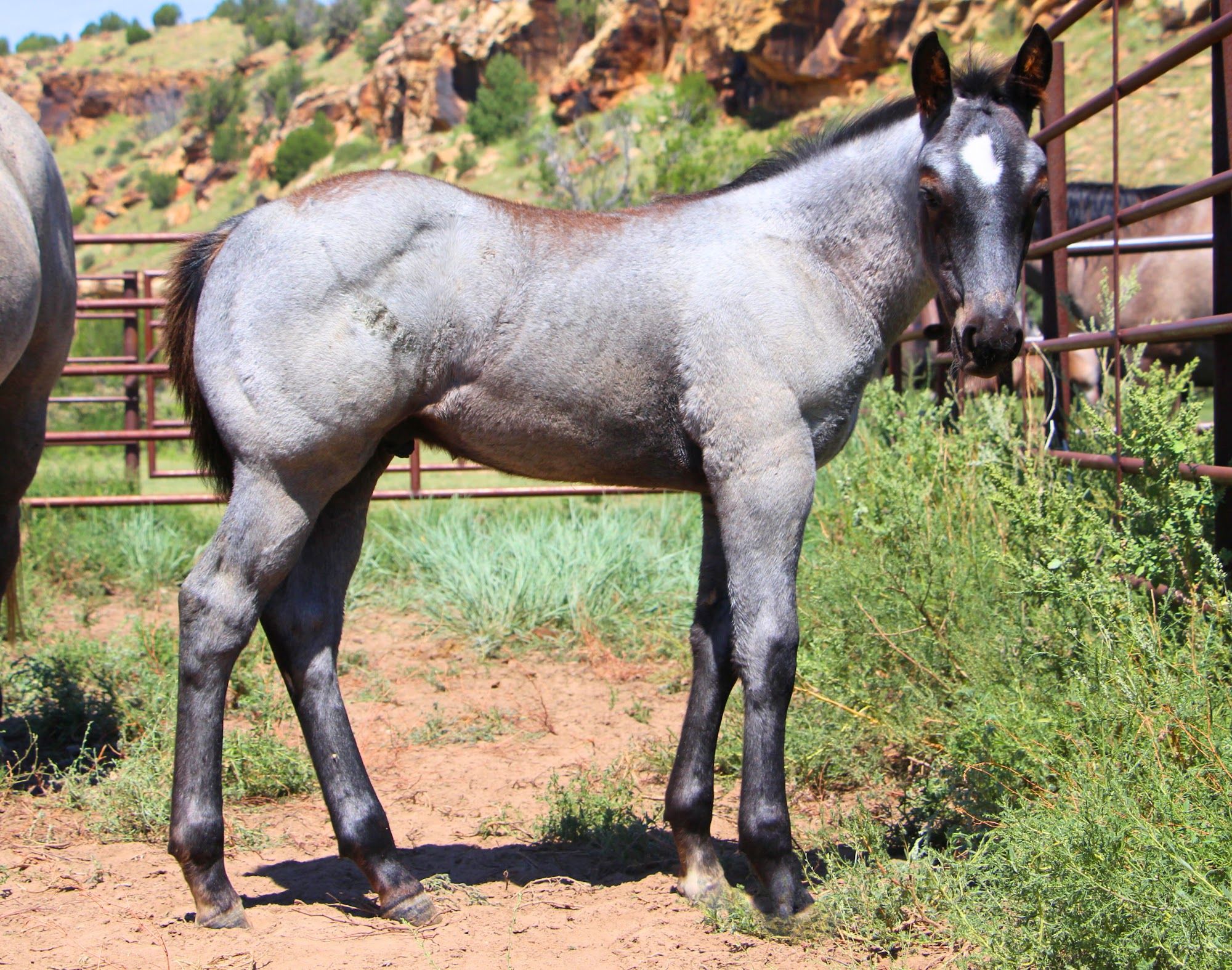 quarter-horse western-paard hengst 2 vuotta myytävänä - Kuva 6