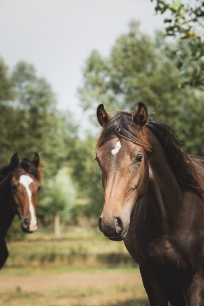 Oldenburg dressuurpaard Hengst 1 jaar Donkerbruin te koop - Foto 2