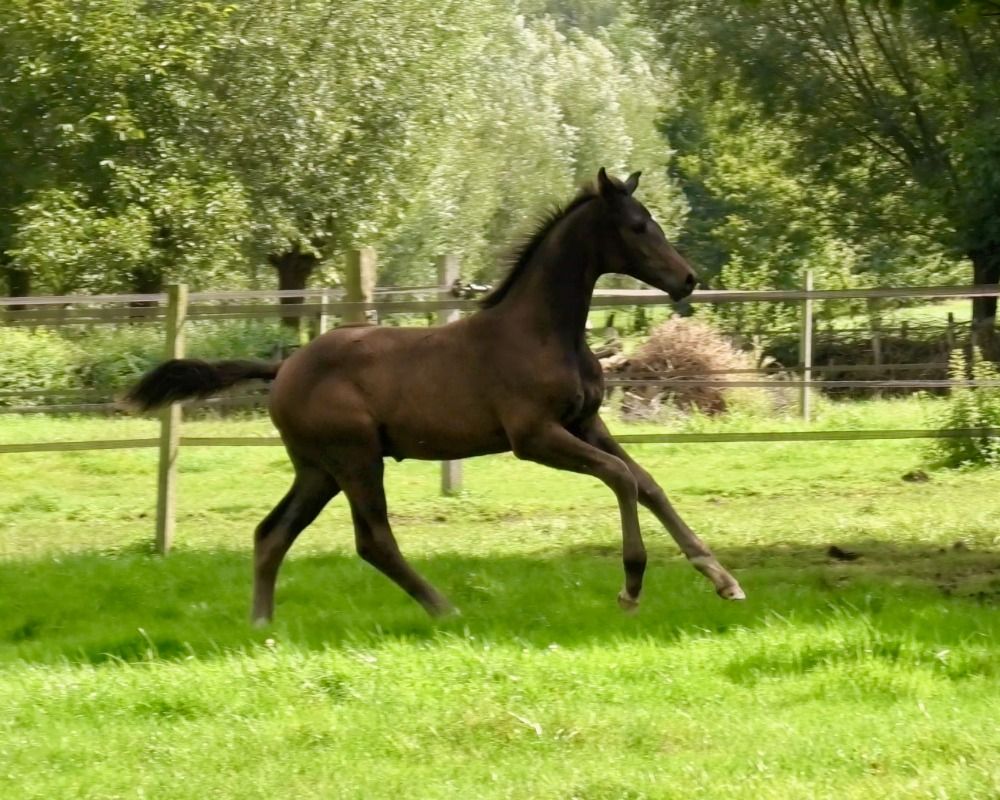 Oldenburg dressuurpaard Hengst 1 jaar Donkerbruin te koop - Foto 3