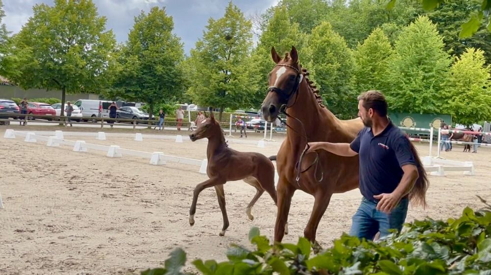 Oldenburg dressuurpaard Hengst 1 jaar Donkerbruin te koop - Foto 6