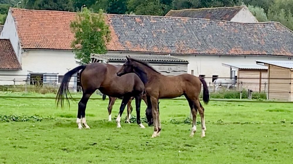 Oldenburg dressuurpaard Hengst 1 jaar Donkerbruin te koop - Foto 4