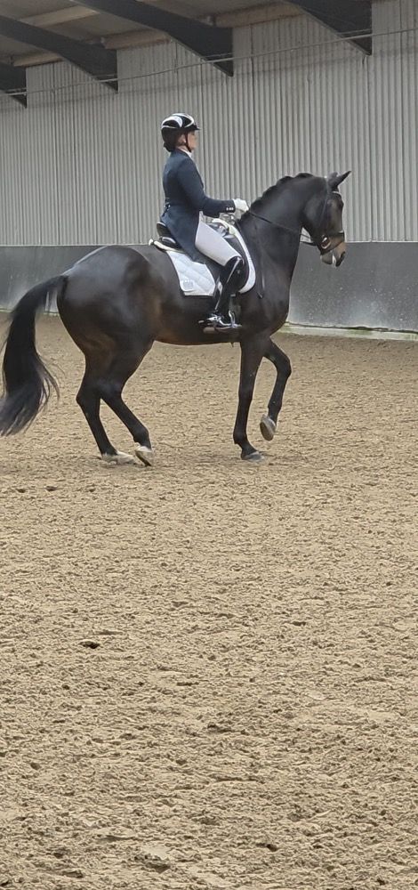 KWPN dressuurpaard Ruin 12 jaar Bruin te koop - Foto 3