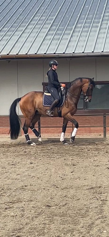 KWPN dressuurpaard Ruin 12 jaar Bruin te koop - Foto 2