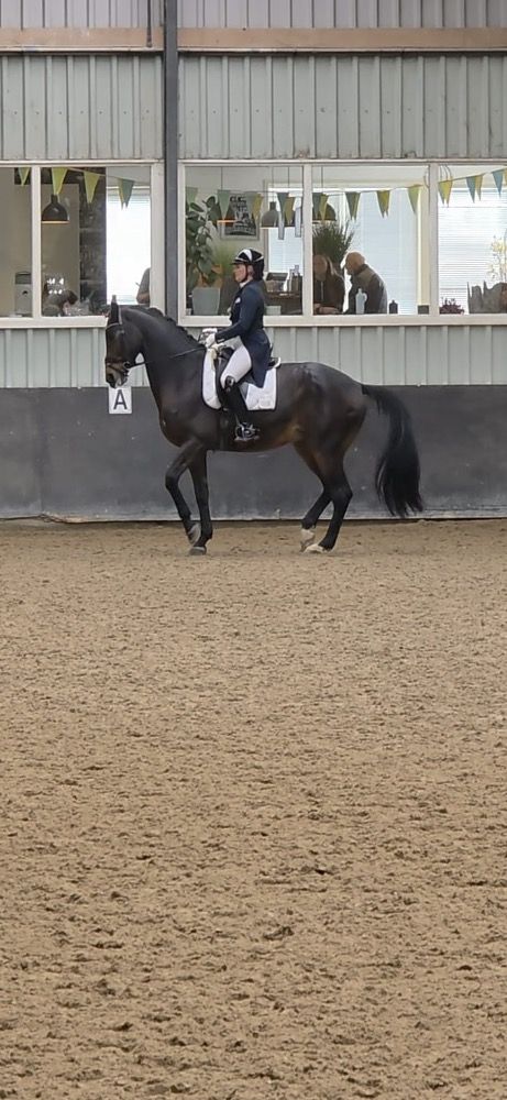 KWPN dressuurpaard Ruin 12 jaar Bruin te koop - Foto 4