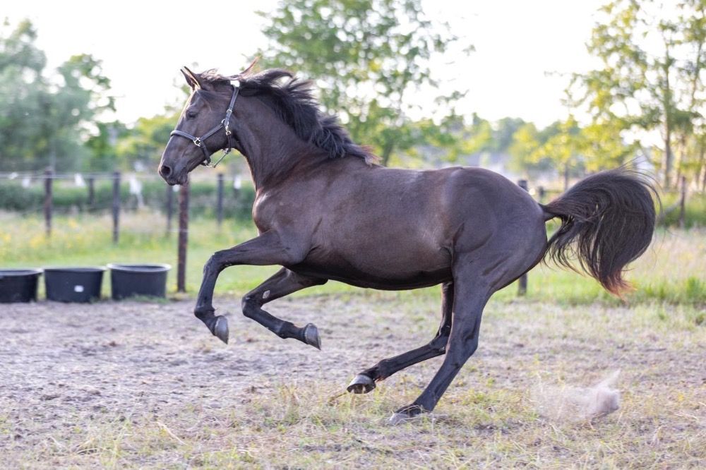 KWPN dressuurpaard Merrie 2 jaar Zwart te koop - Hoofdfoto