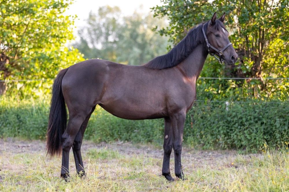 KWPN dressuurpaard Merrie 2 jaar Zwart te koop - Foto 5