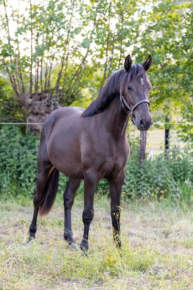 KWPN dressuurpaard Merrie 2 jaar Zwart te koop - Foto 6