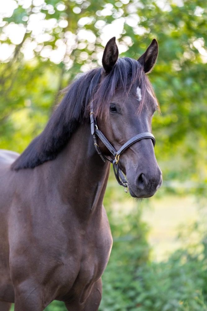 KWPN dressuurpaard Merrie 2 jaar Zwart te koop - Foto 3