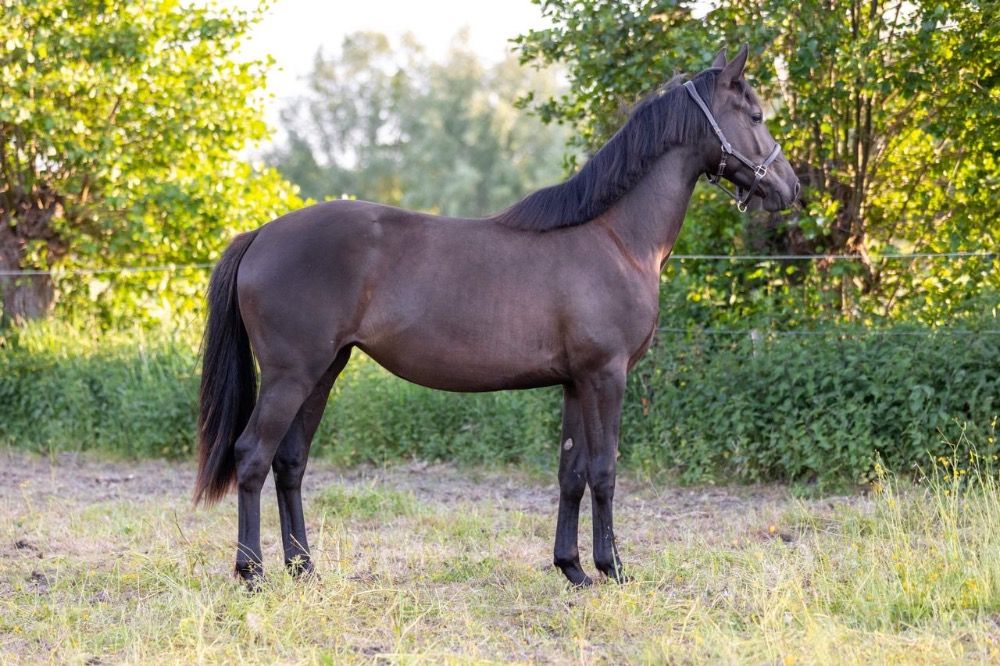 KWPN dressuurpaard Merrie 2 jaar Zwart te koop - Foto 4