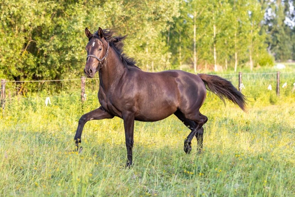 KWPN dressuurpaard Merrie 2 jaar Zwart te koop - Foto 2