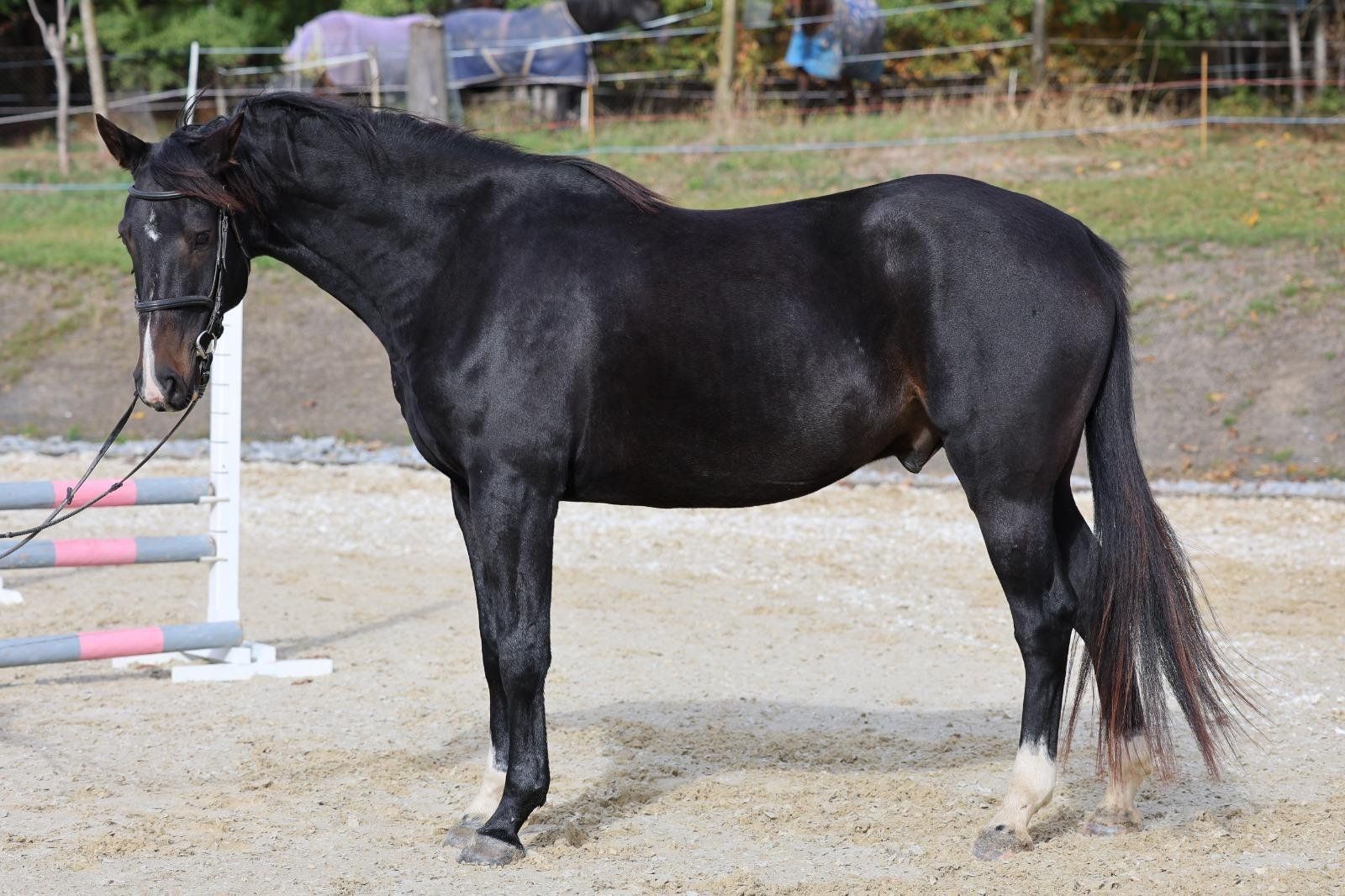 Dario, SportHorses, Εκτομias, 4 ετών