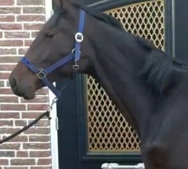 Showjumper, Stallion, 1 year