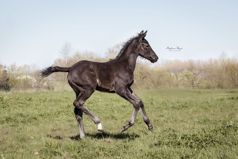 KWPN dressuurpaard Merrie Zwart te koop - Foto 2