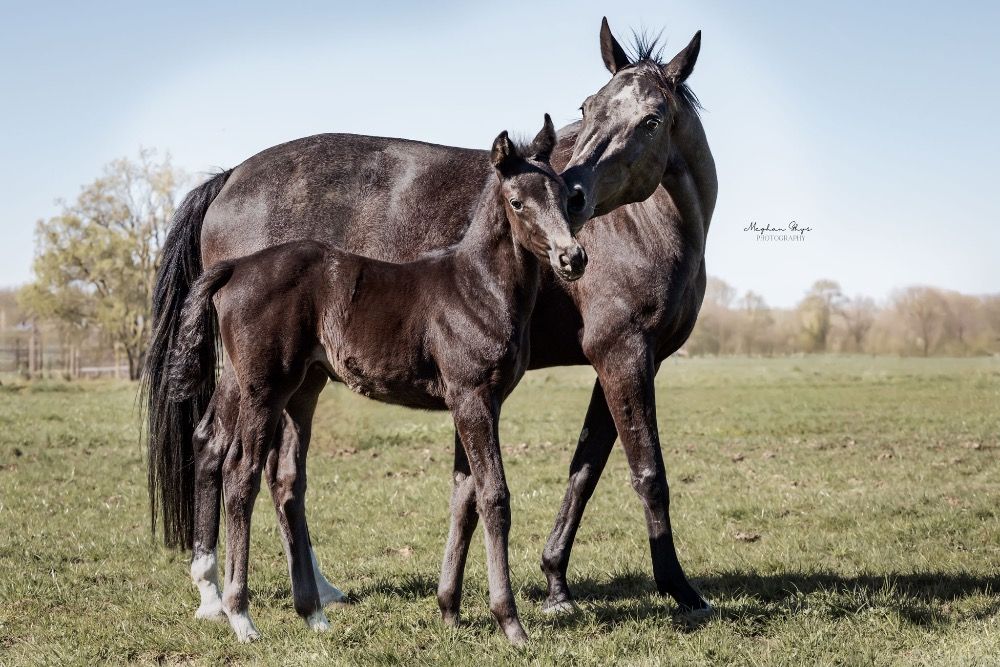 KWPN dressuurpaard Merrie Zwart te koop - Foto 4