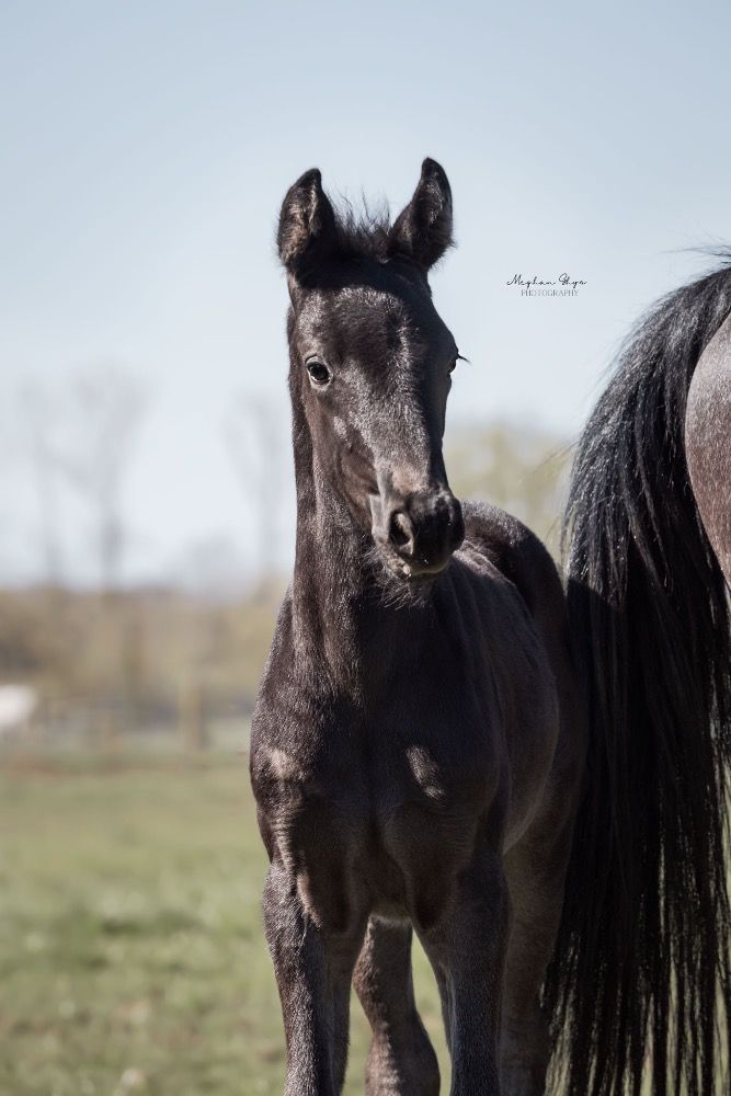 Dressuurveulen uit topafstamming Obsession Taonga x Ferdeaux x Oo Seven