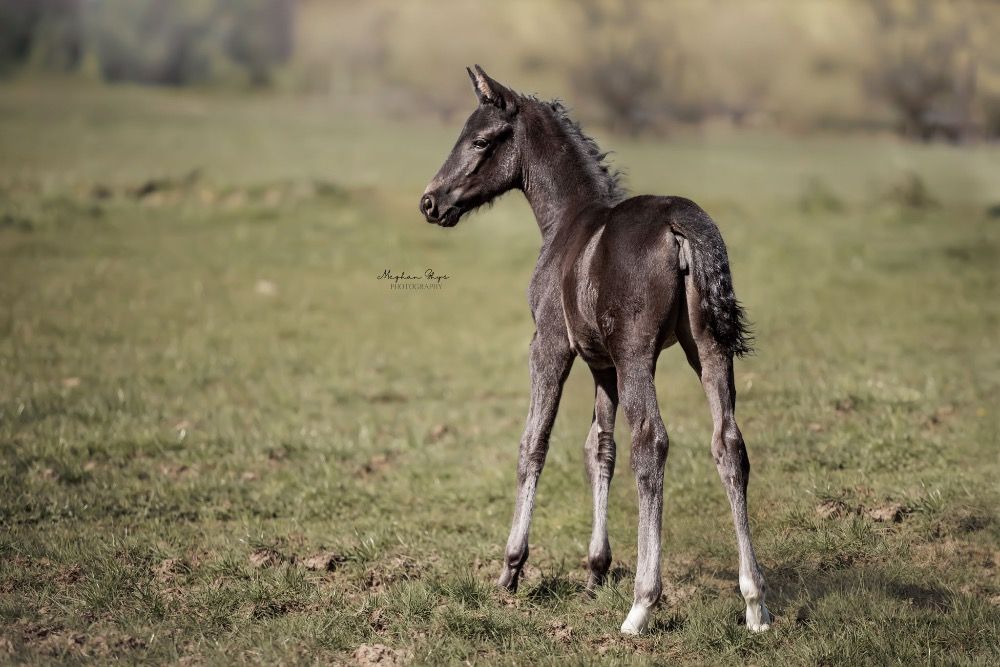 KWPN dressuurpaard Merrie Zwart te koop - Foto 3